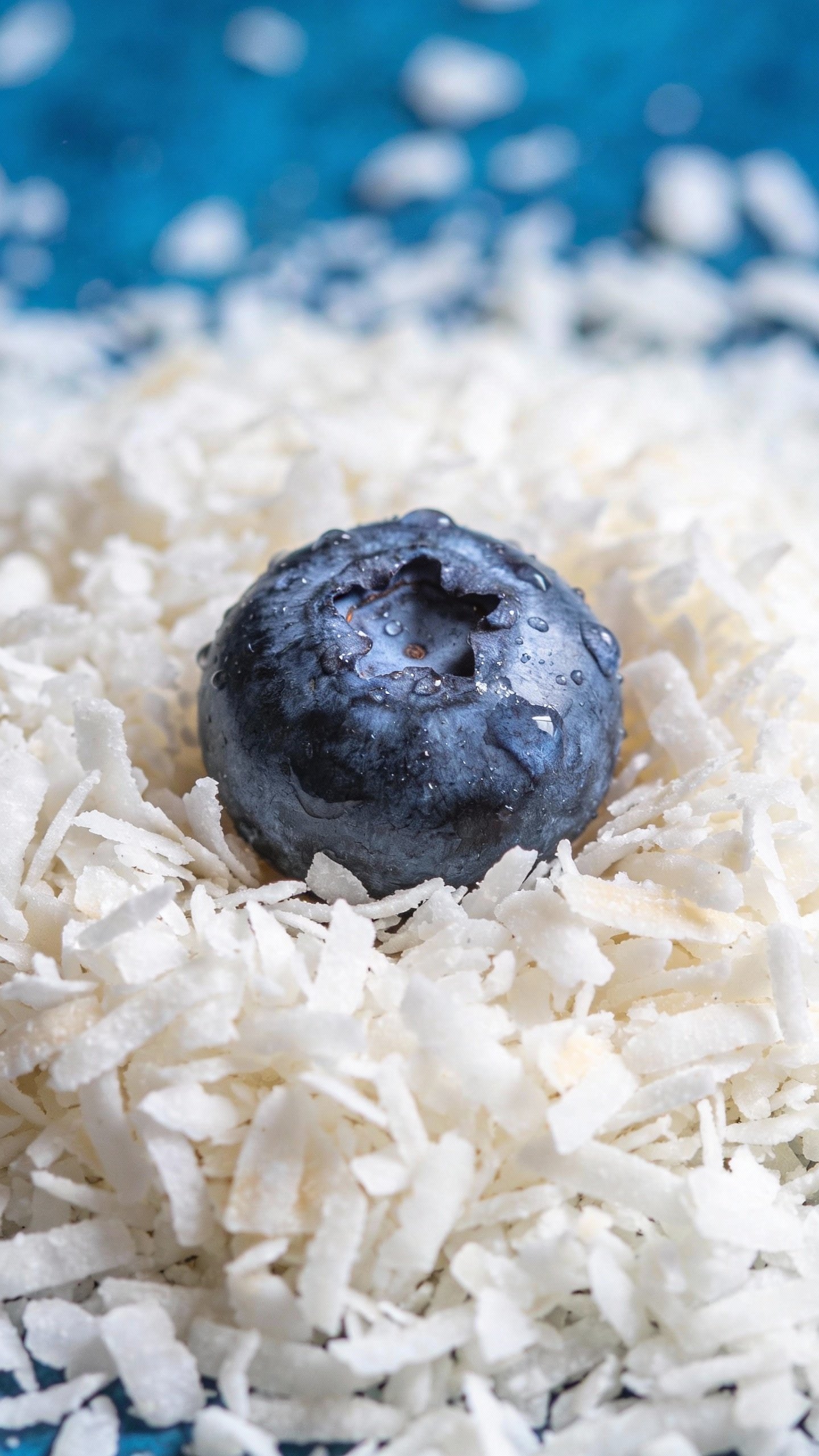 overhead shot of single blueberry on coconut flakes, macro focus
