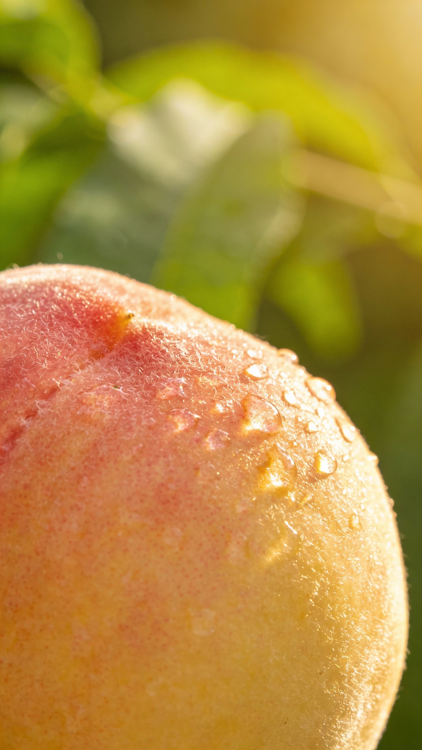 single ripe peach with dewdrops, soft natural backlight